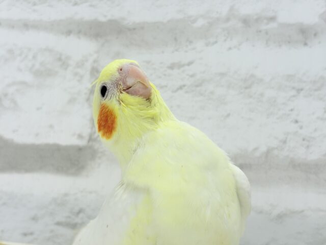 オカメインコ