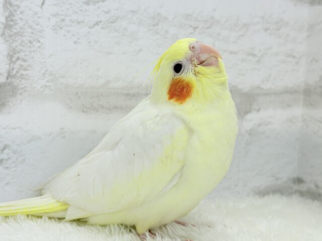オカメインコ