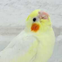 【最新画像更新🪄】甘々🧁レモンチーズケーキみたい😋💖オカメインコ(ルチノー) ヒナ