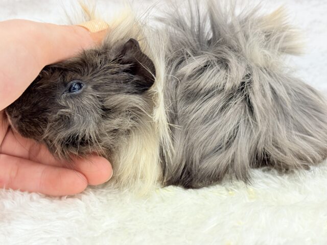 アビシニアンモルモット