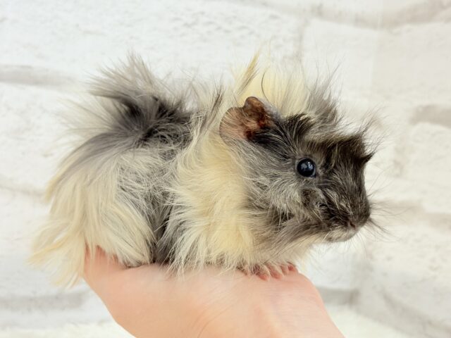 アビシニアンモルモット