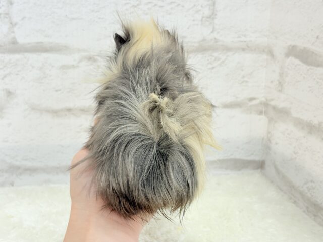 アビシニアンモルモット