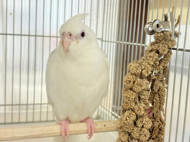 オカメインコ