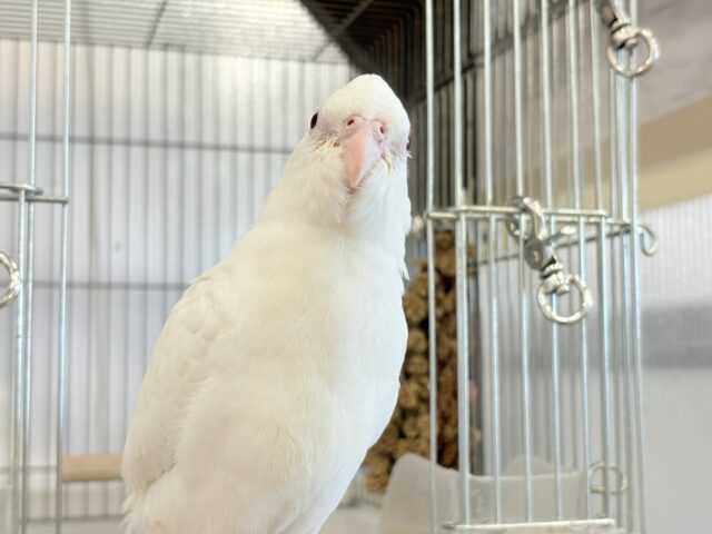 オカメインコ