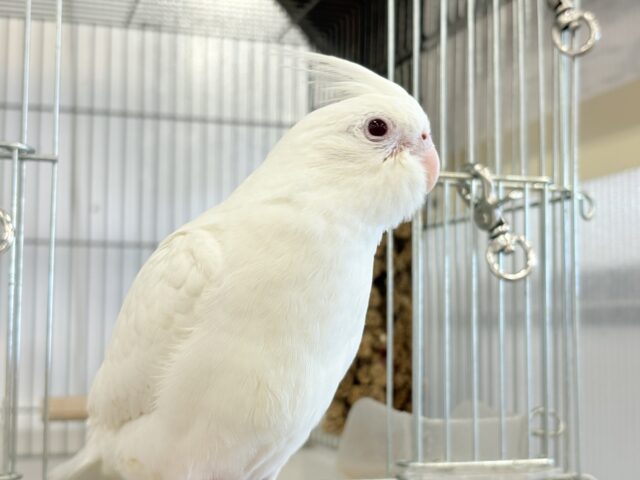オカメインコ
