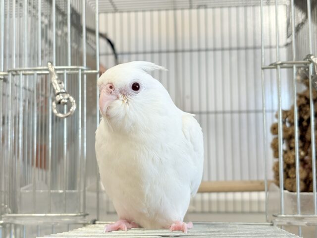 オカメインコ