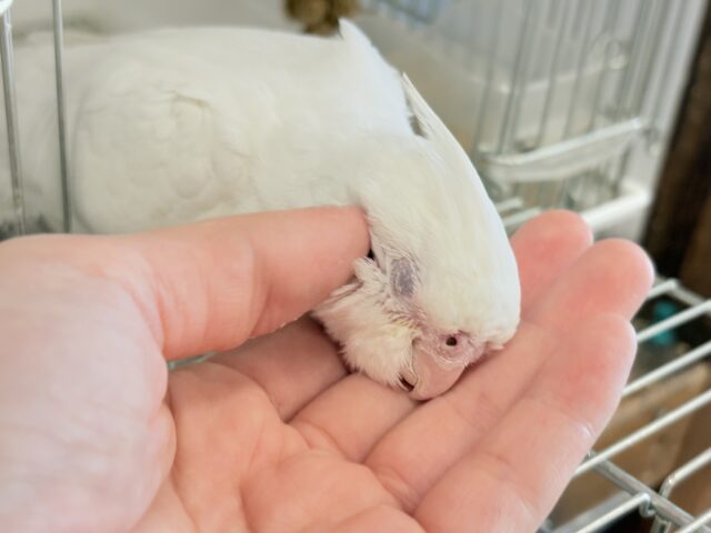オカメインコ