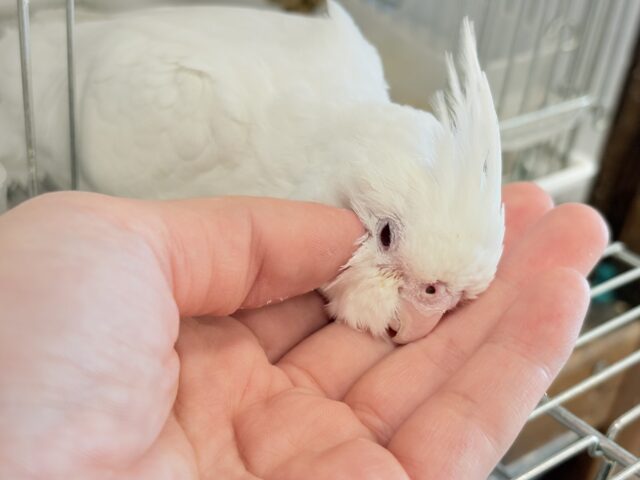 オカメインコ