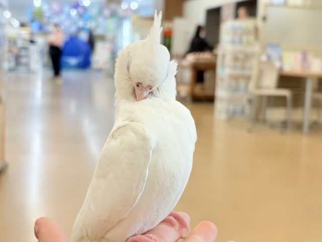 オカメインコ