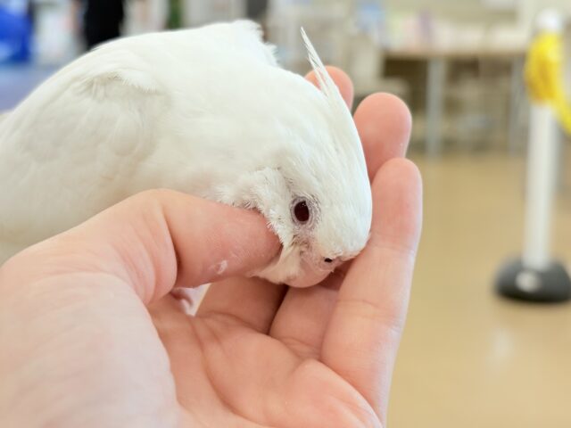 オカメインコ