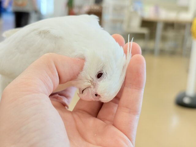 オカメインコ
