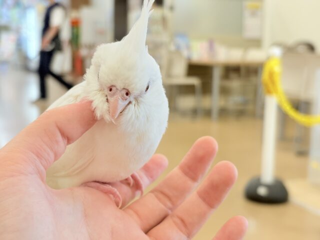オカメインコ