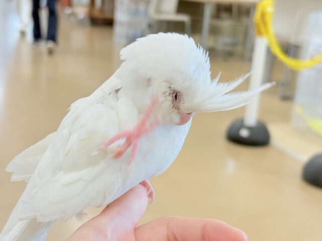 オカメインコ