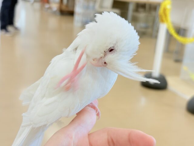 オカメインコ