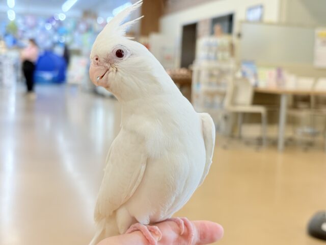 オカメインコ
