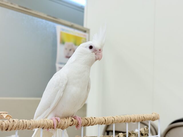 オカメインコ