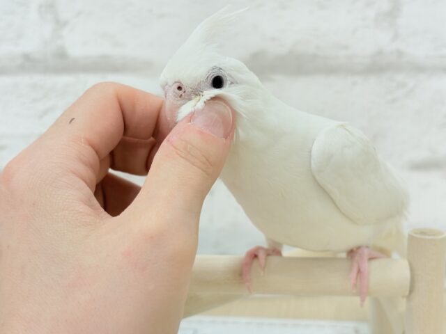 オカメインコ