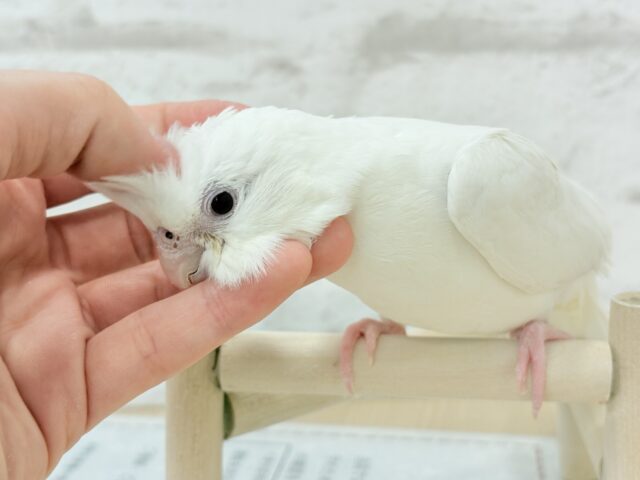 オカメインコ