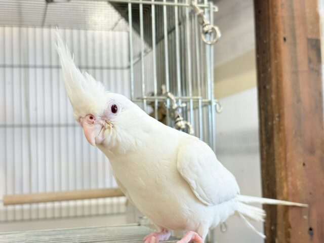オカメインコ