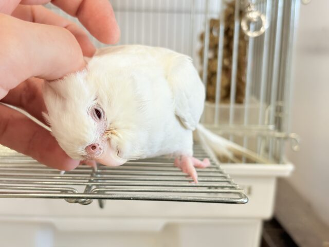 オカメインコ