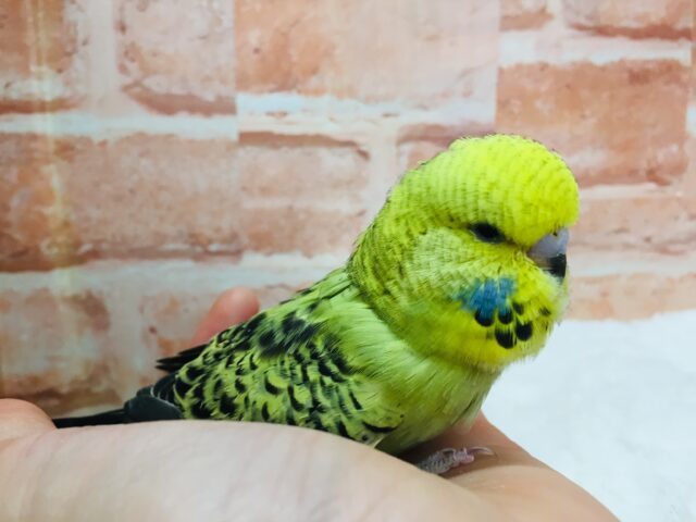 ジャンボセキセイインコ