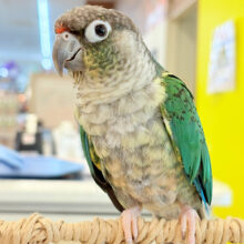 【動画更新🪄】くりくりおめめ♡わたっ子‪☆ワキコガネウロコインコ(ブルー) ヒナ