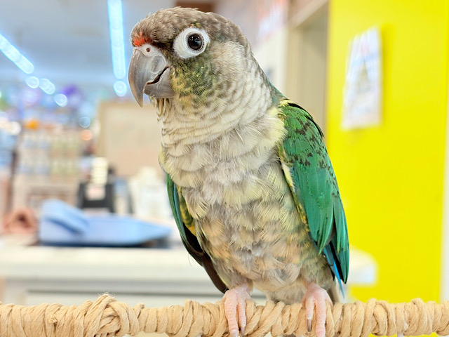 【最新画像更新🪄】くりくりおめめ♡わたっ子‪☆ワキコガネウロコインコ(ブルー) ヒナ