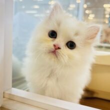 １になでなで、２になでなで、３にゴロ〜ン……サイベリアンくん！