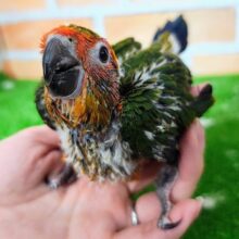 カラフル🌈久しぶりの入荷でわくわくっ✨コガネメキシコインコのヒナ入荷数しました︎💕︎︎