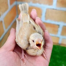 キラキラ✨ルビーの瞳♦️シナモン文鳥のヒナ入荷しました❤️