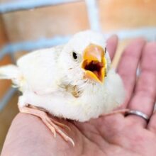 ①ちっちゃなヒヨコ🐤？白文鳥のヒナ入荷しました❤️