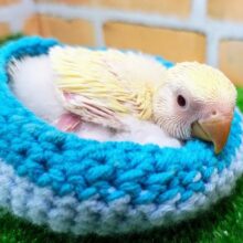 さっぱり！レモンクリーム色🟡コザクラインコのヒナ(クリームルチノー)入荷しました❤️