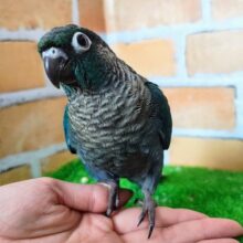 虜にさせるくらい魅力敵︎💕︎︎ウロコインコのヒナ(ブルー)入荷しました❤️