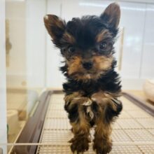 ぼくの可愛さでメロメロに〜♡ミックス犬くん(チワワ×ヨーキー)