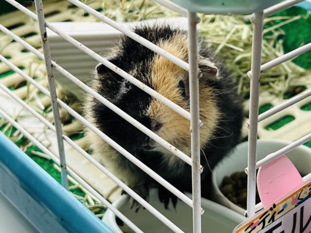 テディモルモット