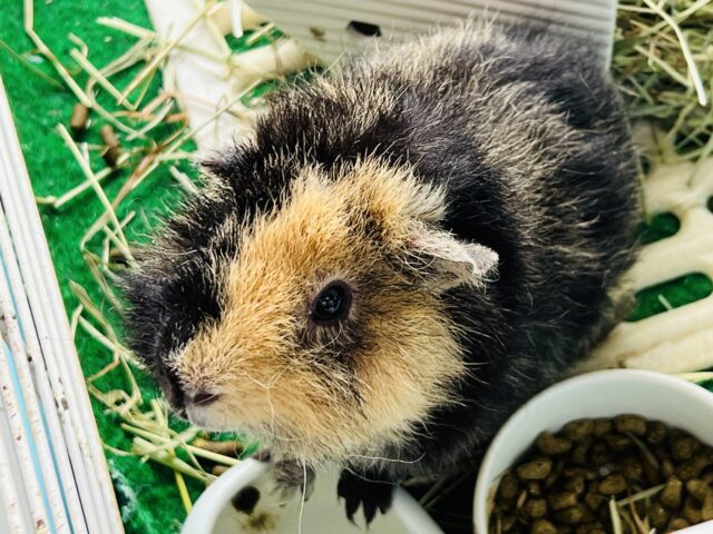 テディモルモット