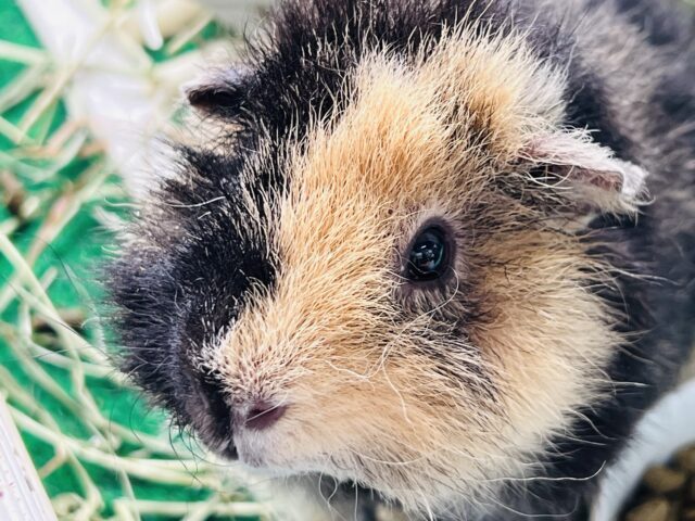 テディモルモット