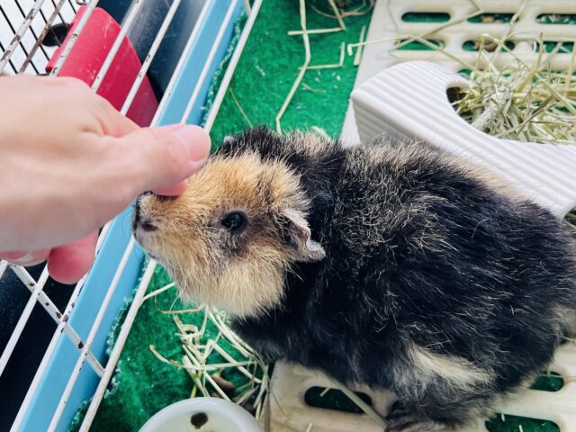 テディモルモット