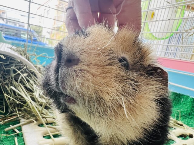 テディモルモット