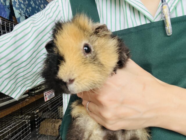 テディモルモット