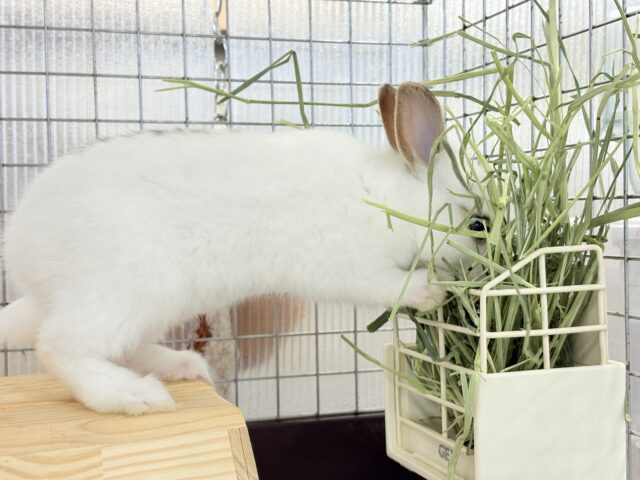 ミニウサギ
