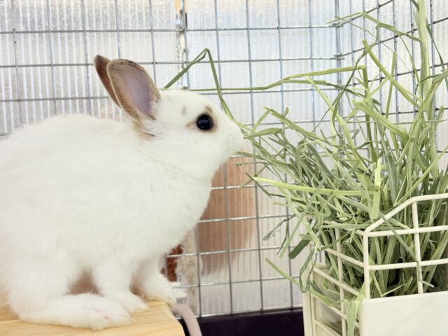 ミニウサギ