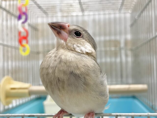 最新画像あり！まもなく桜の季節ですね～🌸 桜文鳥🐣