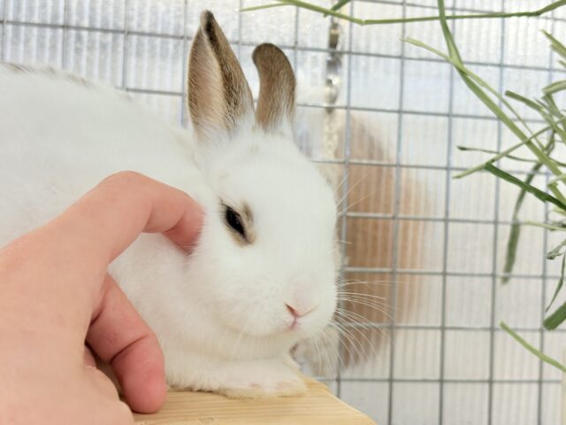 ミニウサギ