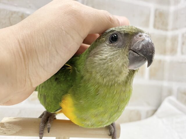 セネガルパロット