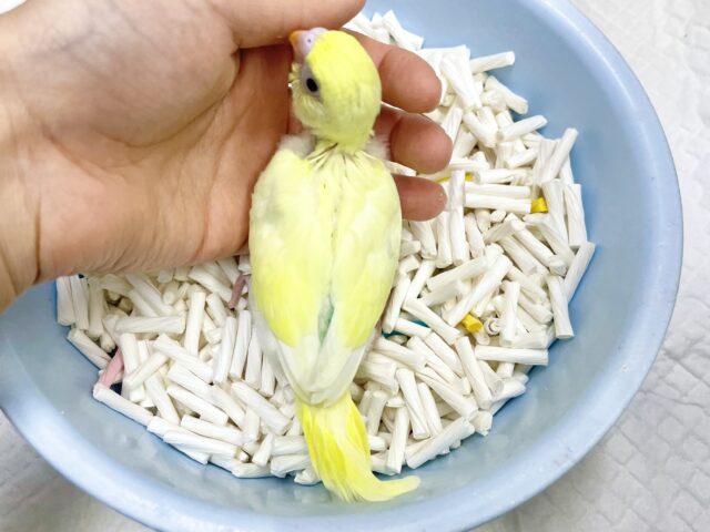 セキセイインコ
