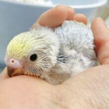 ふんわりレモンソーダさん🩵💛セキセイインコ（パステルレインボースパングル）
