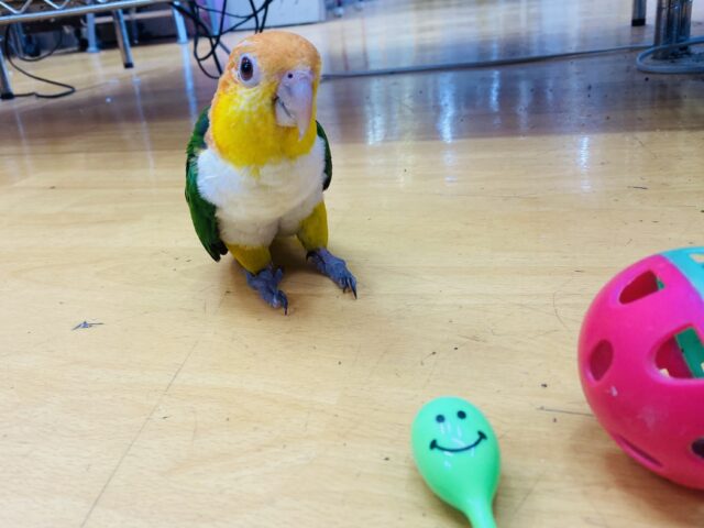 シロハラインコ