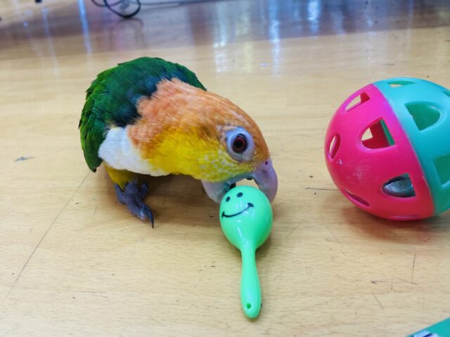 シロハラインコ