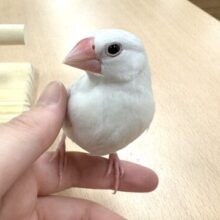 元気いっぱい、遊ぶの大好き！白文鳥